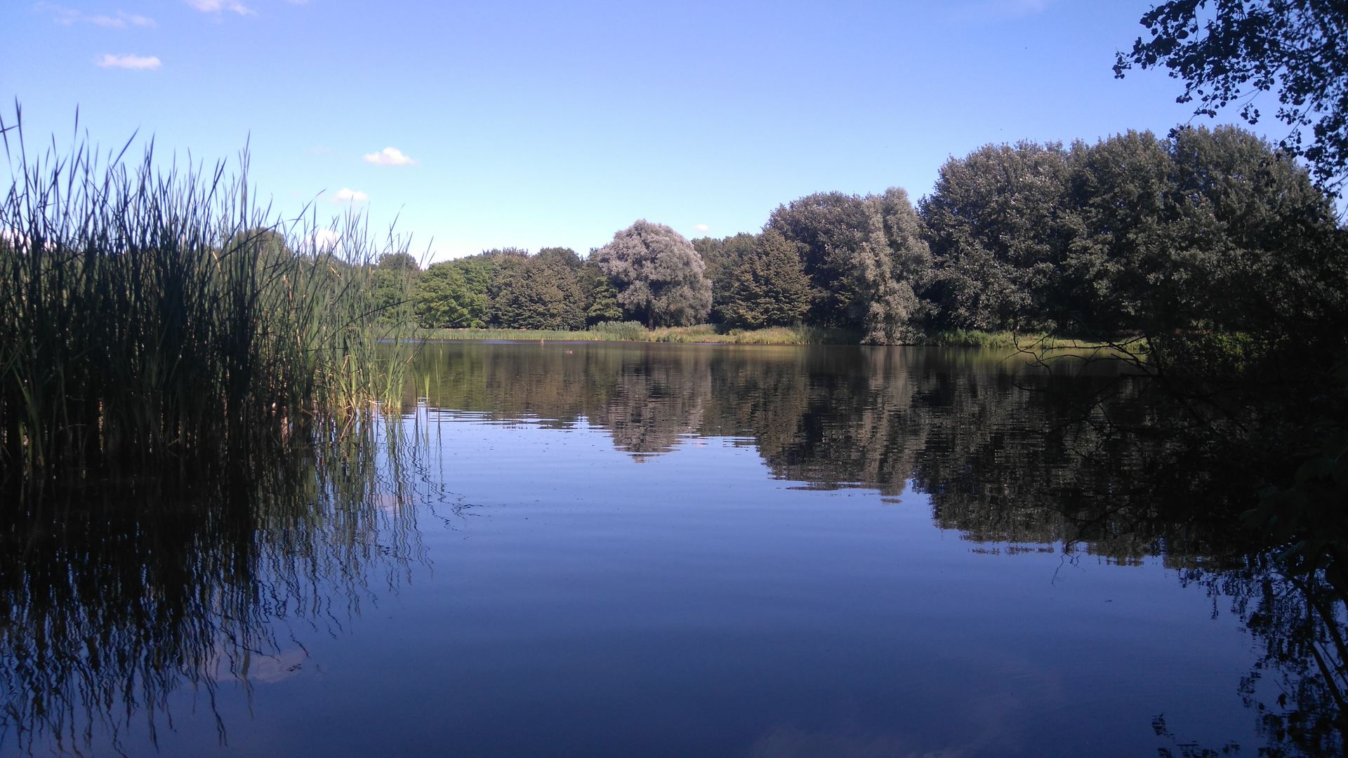 Reeds and trees reflected in the Schollebos lake